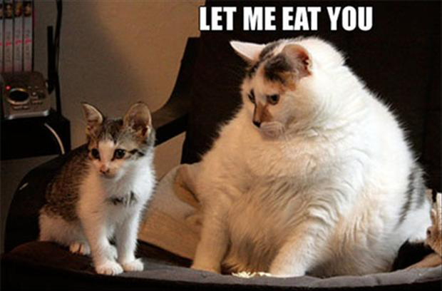 funny fat cat pictures captions