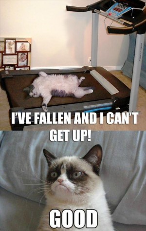 grumpy cat, treadmill, has fallen and can not get up - Dump A Day