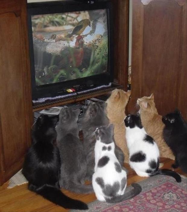 Funny Cats Watching Tv 