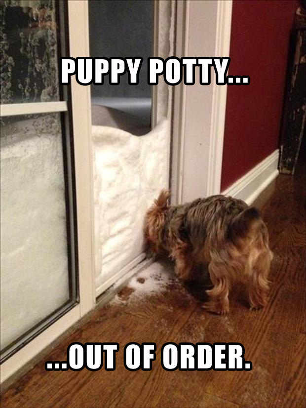 a funny picture of a dog wanting to go outside - Dump A Day