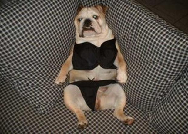 funny dogs in clothes