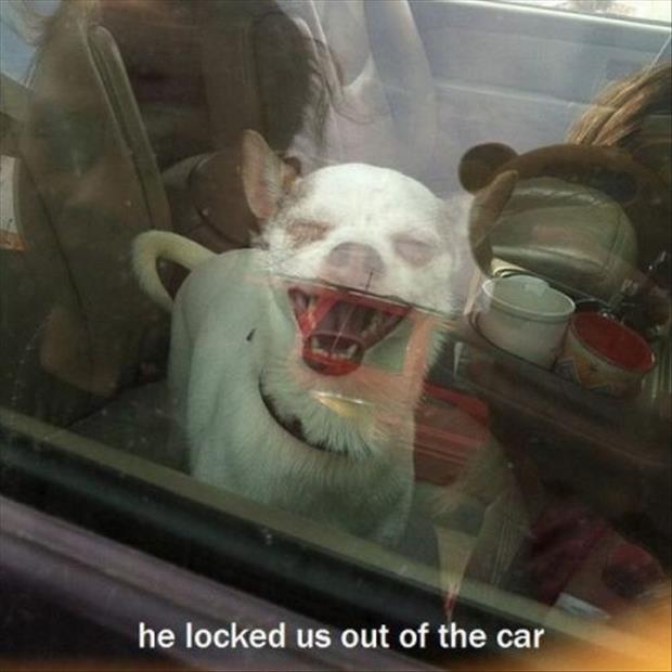 locked out of car funny