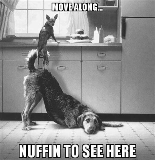 move along nothing to see here funny dogs - Dump A Day