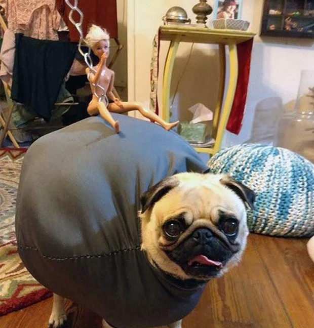 Top Ten Pet Costumes 2013