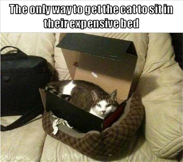 From Kittens To Lions, All Cats Love Cardboard Boxes - 30 Pics