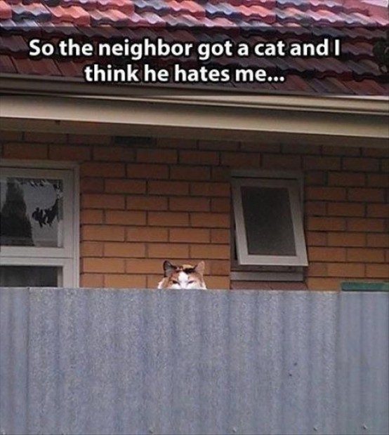 I Dislike Cats And It Would Seem The Feeling Is Mutual 18 Pics