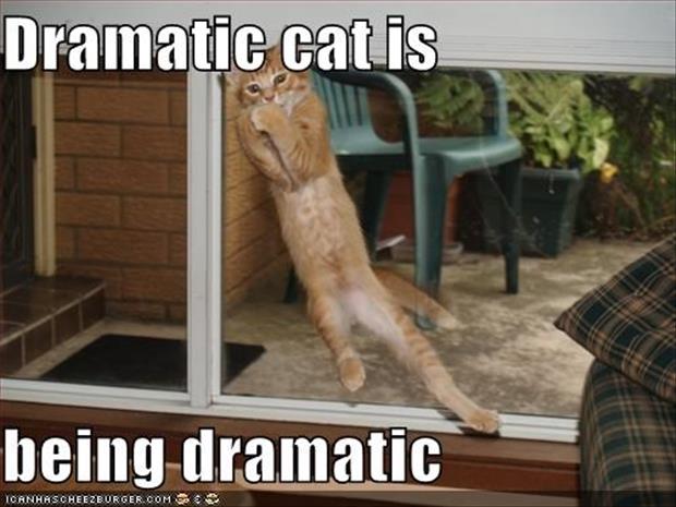 dramatic animals meme