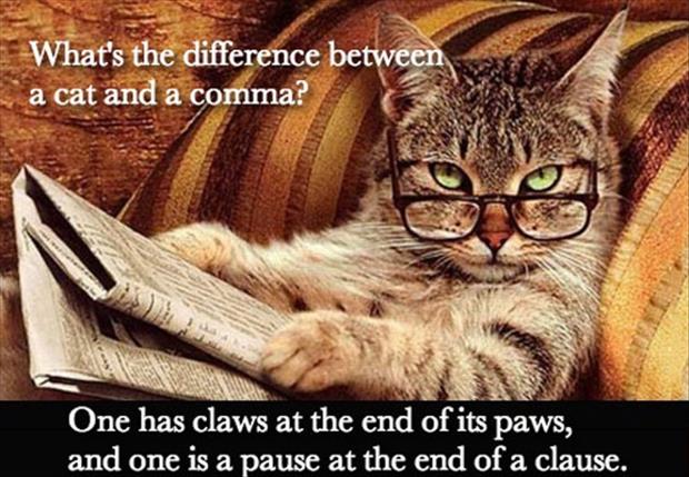 funny cat jokes for adults