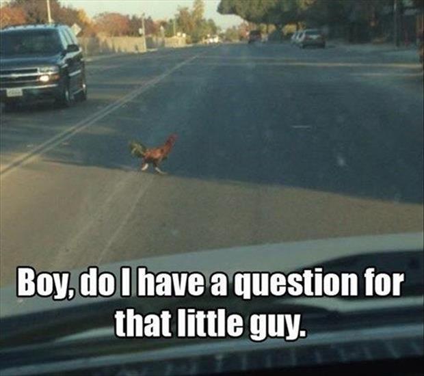 Beware Of Animals With Funny Captions - 28 Pics