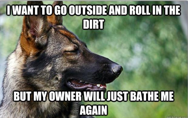 first world dog problems meme