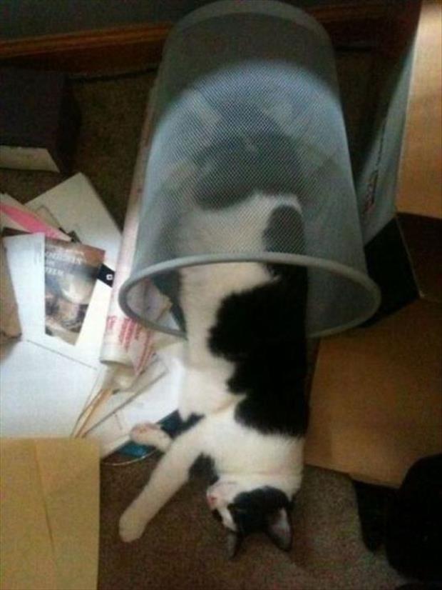 Being A Cat Owner, The Struggle Is Real - 27 Pics