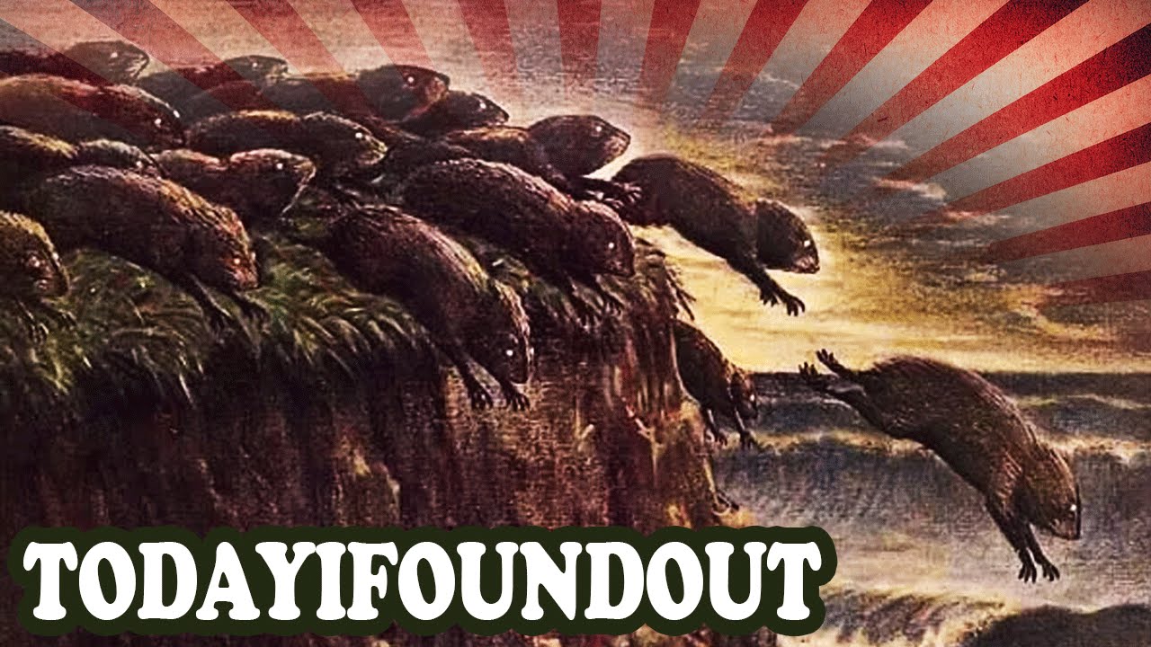 Erudition: Do Lemmings Really Commit Mass Suicide?