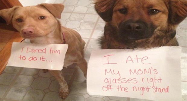 Funny Partners In Crime (Animal Edition) - 31 Pics