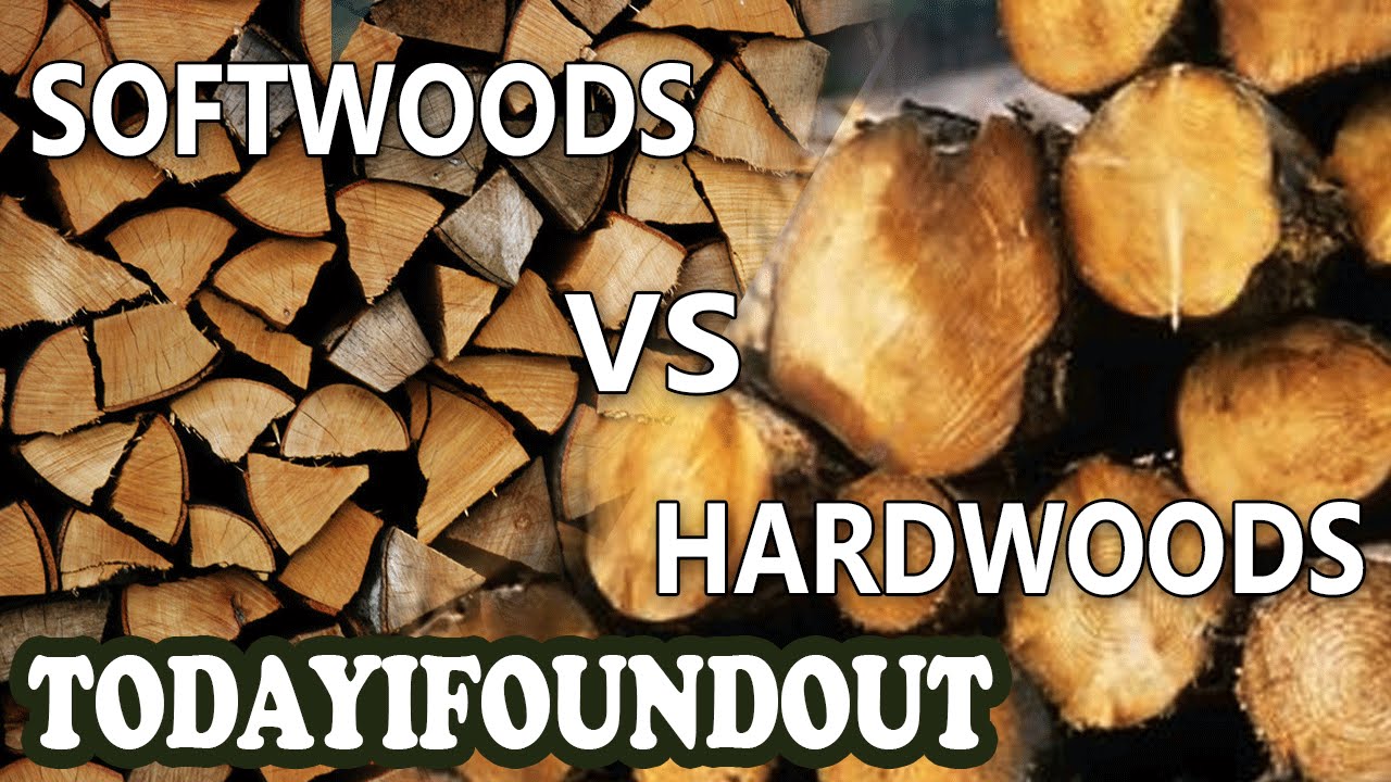 Erudition: The Difference Between Hardwoods and Softwoods (I Swear