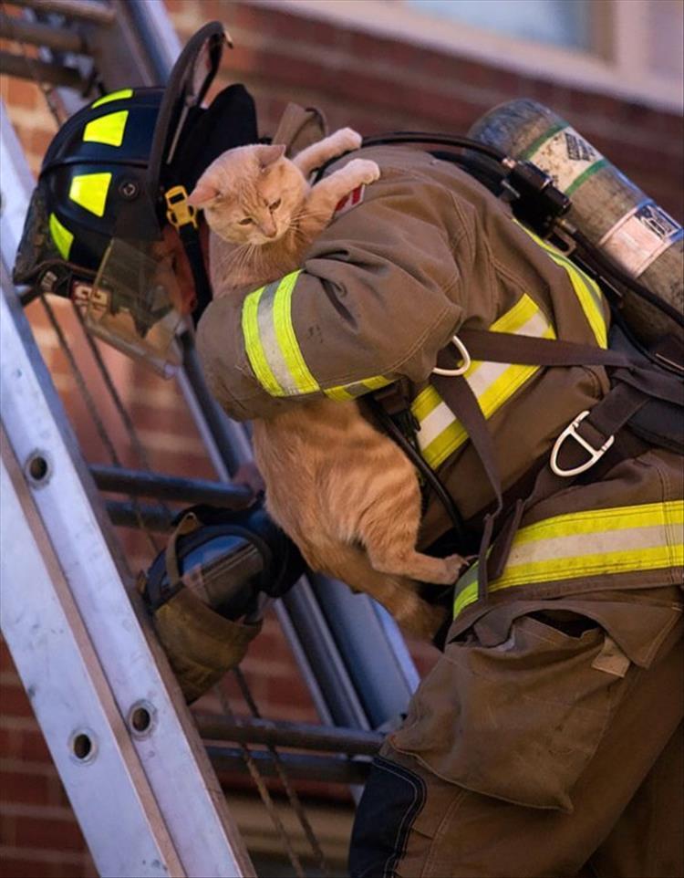 Animals Being Rescued By Firefighters Will Get You Right In The ...