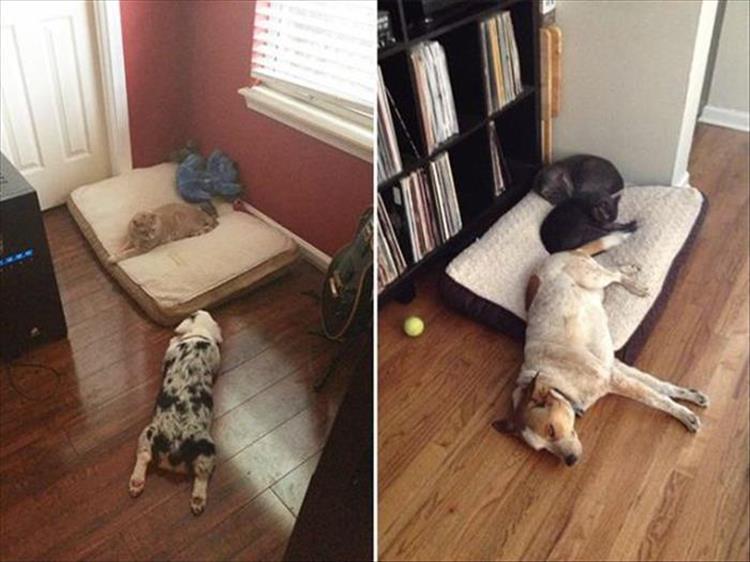 The Only Thing Cats Like Better Than Boxes, Are Dog Beds 21 Pics