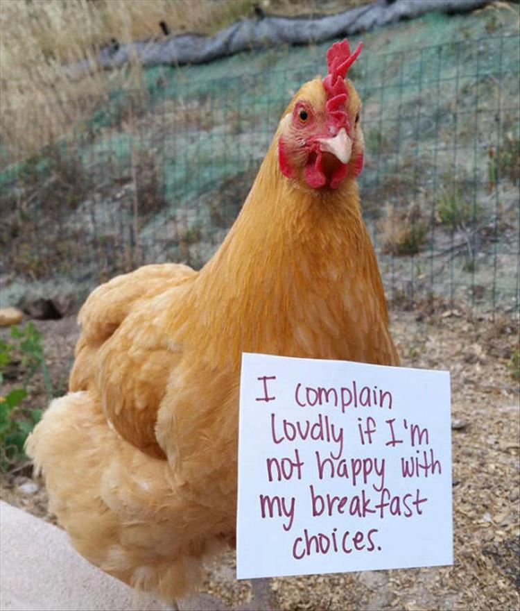 The Very Best Of Chicken Shaming 27 Pics