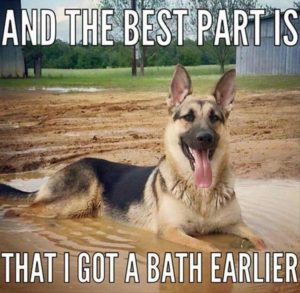 Funny Animal Pictures 25 Pics