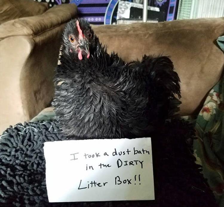 So Chicken Shaming Is A Thing Now 25 Pics