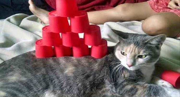 cat stacks rich