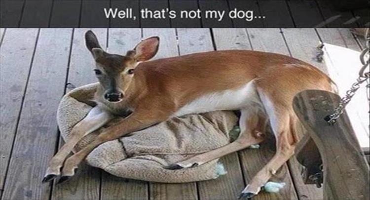 Funny Animal Meme Dump Of The Day 28 Pics