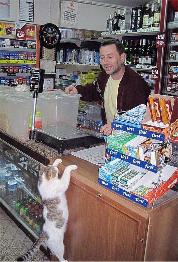 Кот в магазине прикол