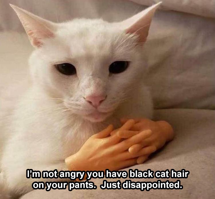 Cat Pants Cursed Cryptid Meme Funny Modern Subversive - Etsy Hong Kong