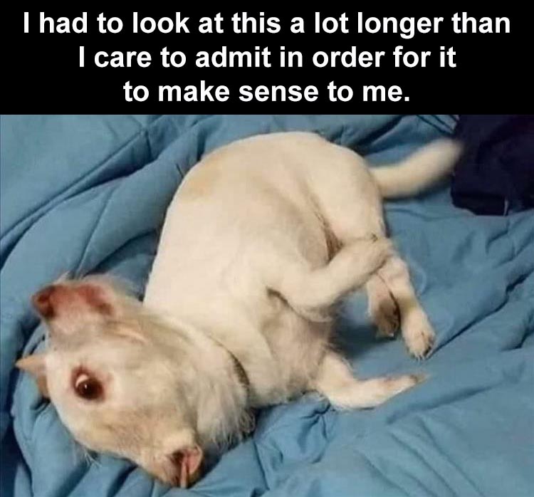 The Top 50 Funny Animal Memes Of The Week