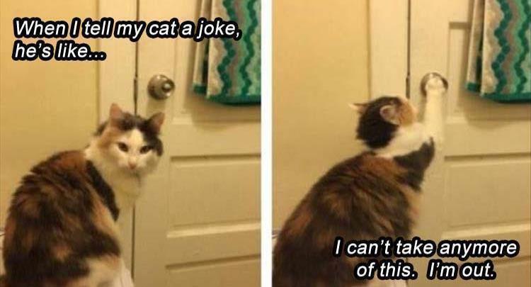 Top 27 Funny Animal Memes Of The Day