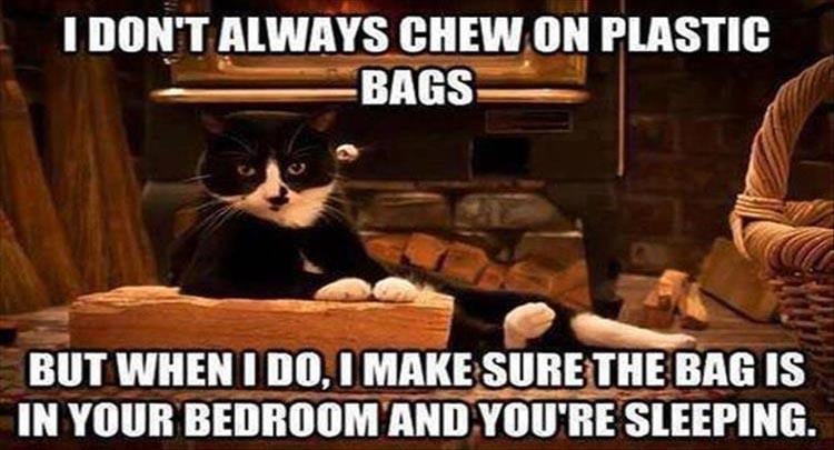 Top 26 Funny Animal Memes Of The Day