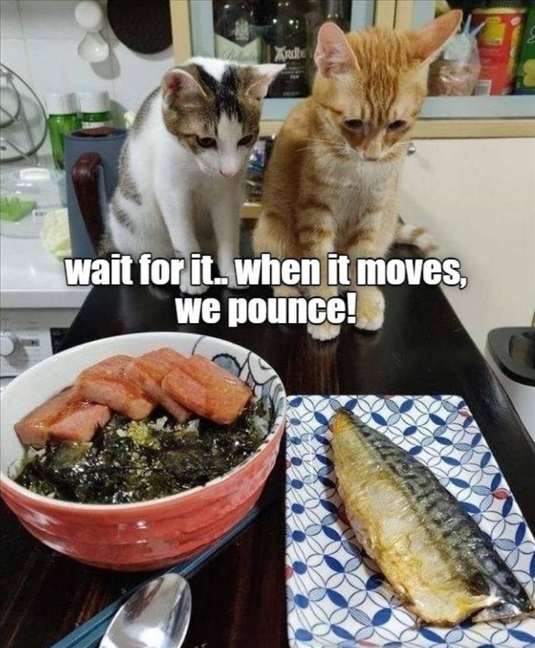 Saturday's Top 28 Funny Animal Memes